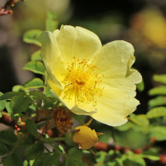 Rosa Hugonis Flowering Grafted Live Plant