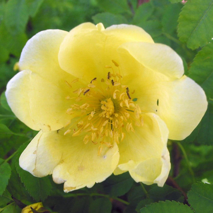 Rosa Hugonis Flowering Grafted Live Plant