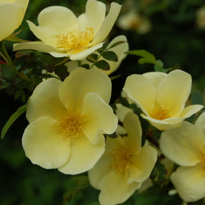 Rosa Hugonis Flowering Grafted Live Plant