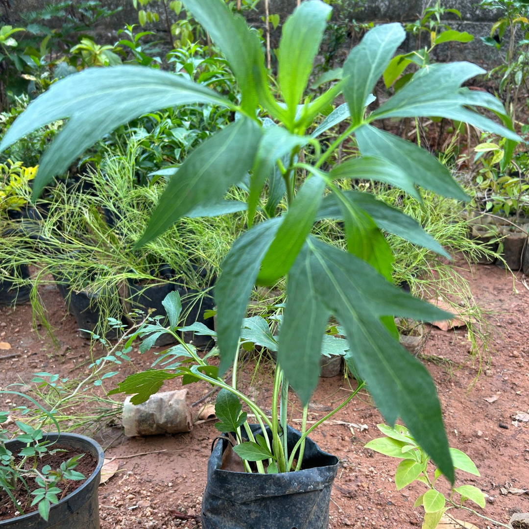 Rudbeckia Laciniata (Cutleaf Coneflower) Flowering Live Plant