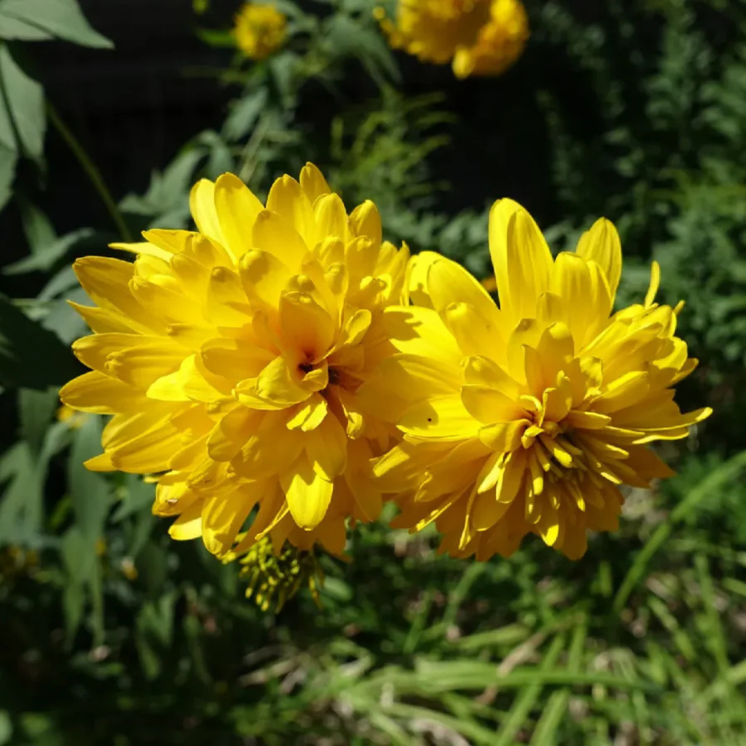 Rudbeckia Laciniata (Cutleaf Coneflower) Flowering Live Plant
