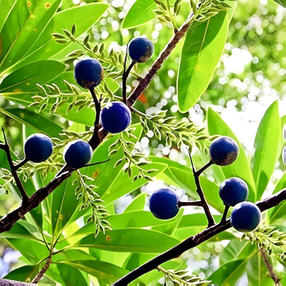 Rudraksh (Elaeocarpus ganitrus) Layered Live Plant