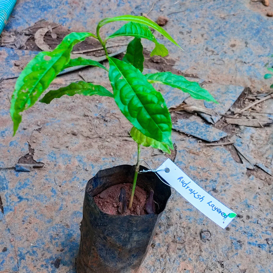 Rudraksh (Elaeocarpus ganitrus) Layered Live Plant