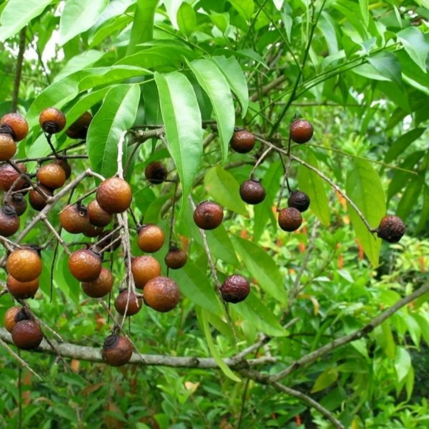 Rudraksh (Elaeocarpus ganitrus) Layered Live Plant