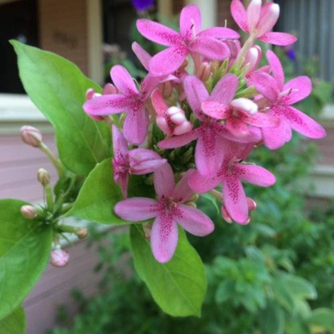 Ruspolia Pink All Time Flowering Live Plant