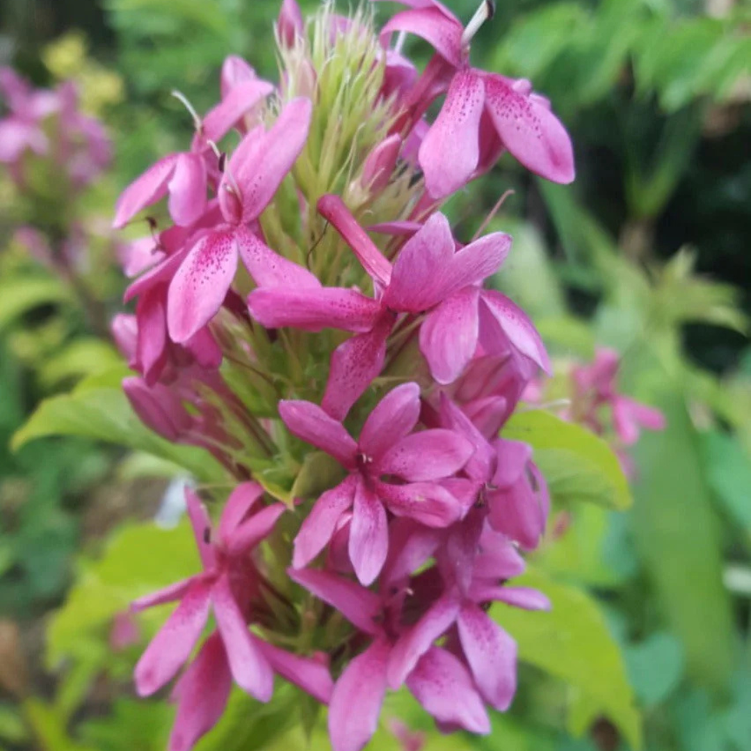 Ruspolia Pink All Time Flowering Live Plant