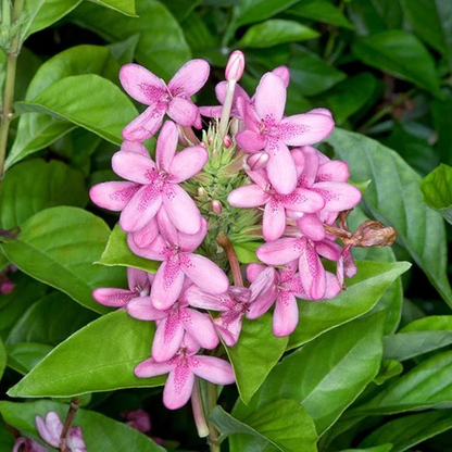 Ruspolia Pink All Time Flowering Live Plant