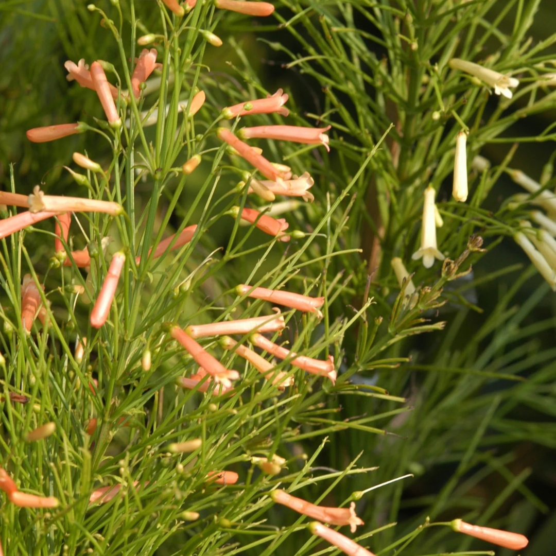 Russelia Tangerine Falls - Firecracker Flowering Live Plant
