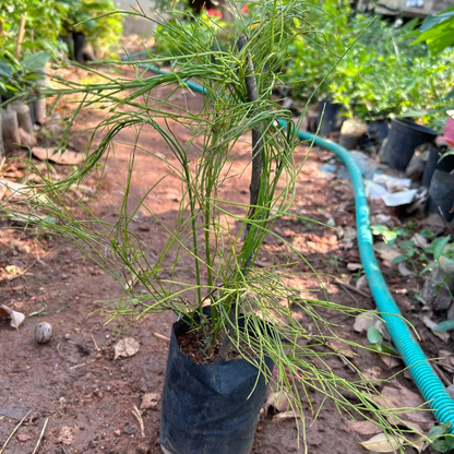 Russelia Tangerine Falls - Firecracker Flowering Live Plant