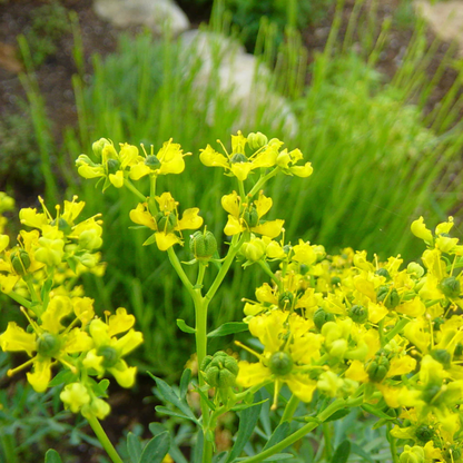 Ruta Graveolens (Herb of Grace) Herbal Ornamental Live Plant