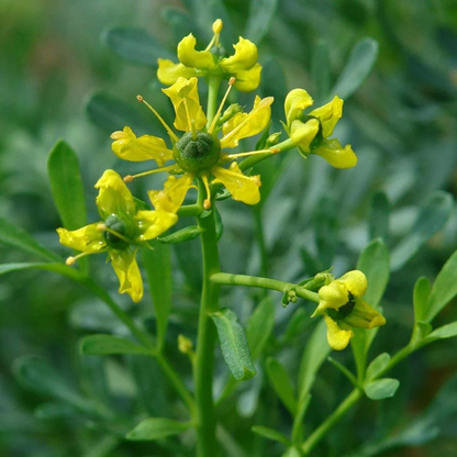 Ruta Graveolens (Herb of Grace) Herbal Ornamental Live Plant