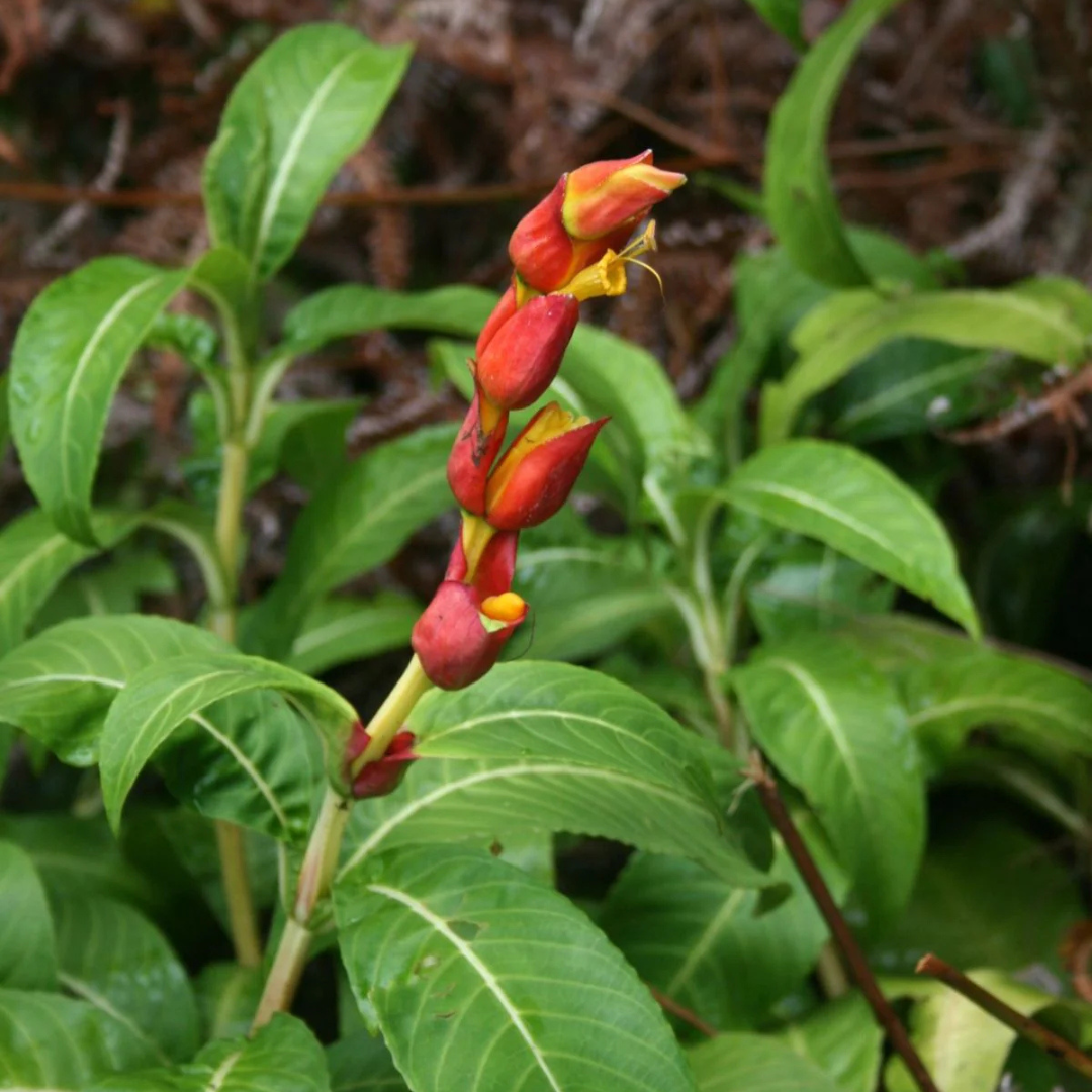 Sanchezia Speciosa Rare All Time Flowering Live Plant