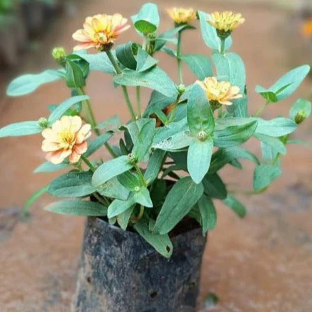 Sandal Zinnia Flowering Live Plant