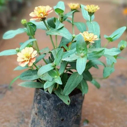 Sandal Zinnia Flowering Live Plant