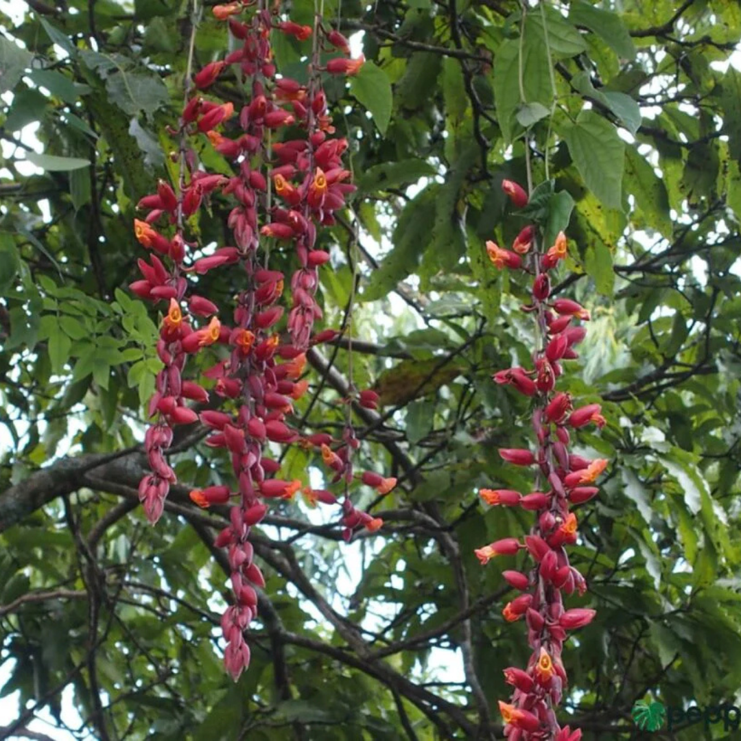 Scarlet Clock Vine (Thunbergia cocinea) Rare All Time Flowering Live Plant