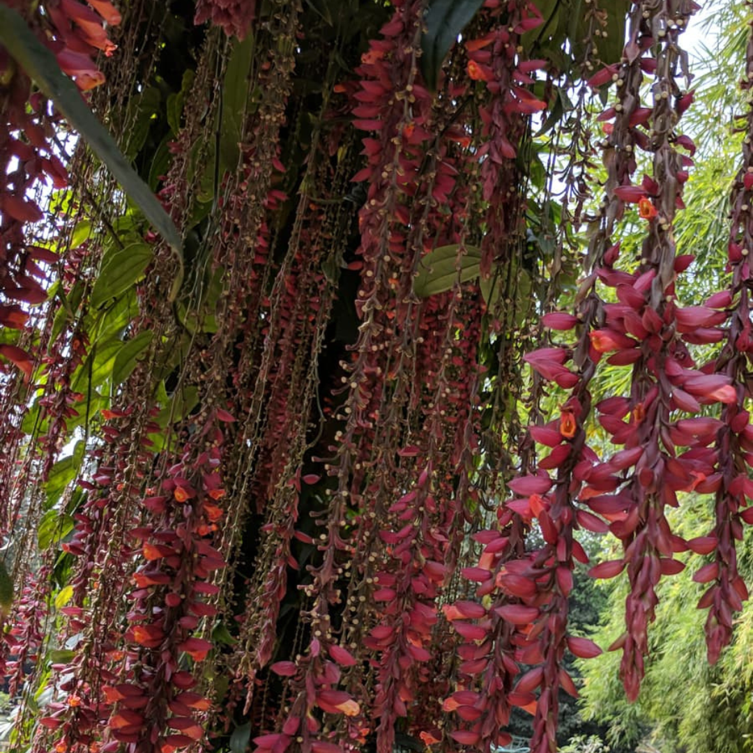 Scarlet Clock Vine (Thunbergia cocinea) Rare All Time Flowering Live Plant