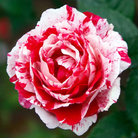 Scentimental Grafted Rose Live Plant