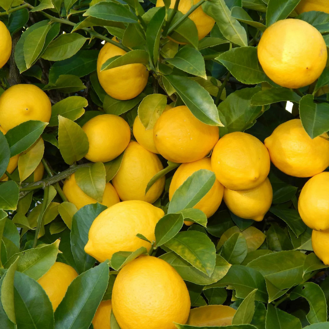 Seedless Lemon (Citrus Lemon) Fruit Live Plant