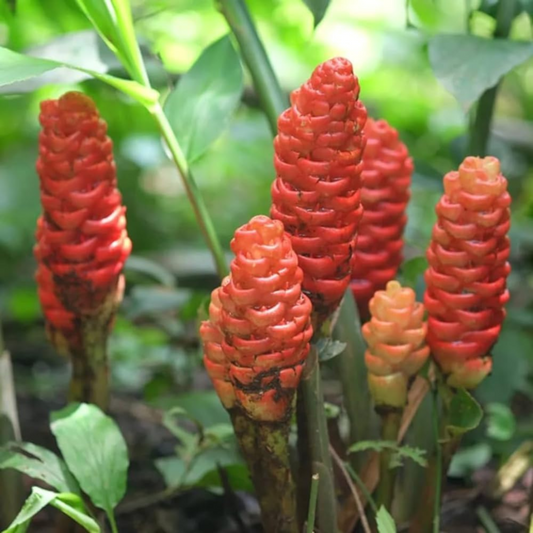 Shampoo Ginger Lily Flowering Live Plant