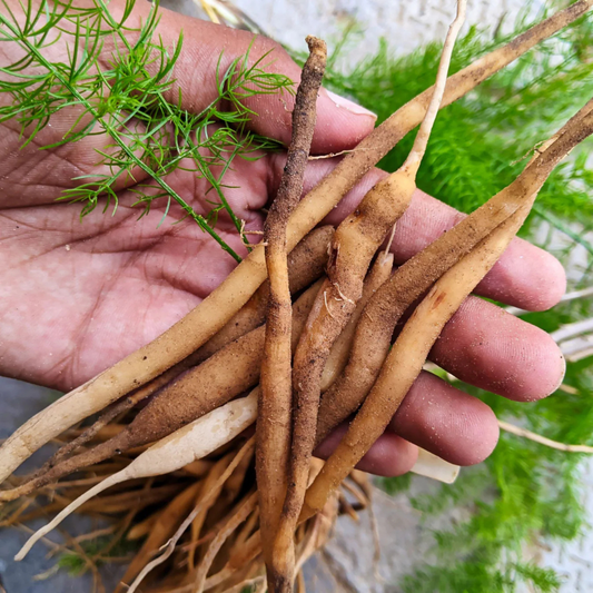 Shatavari (Asparagus racemosus) Medicinal Live Plant