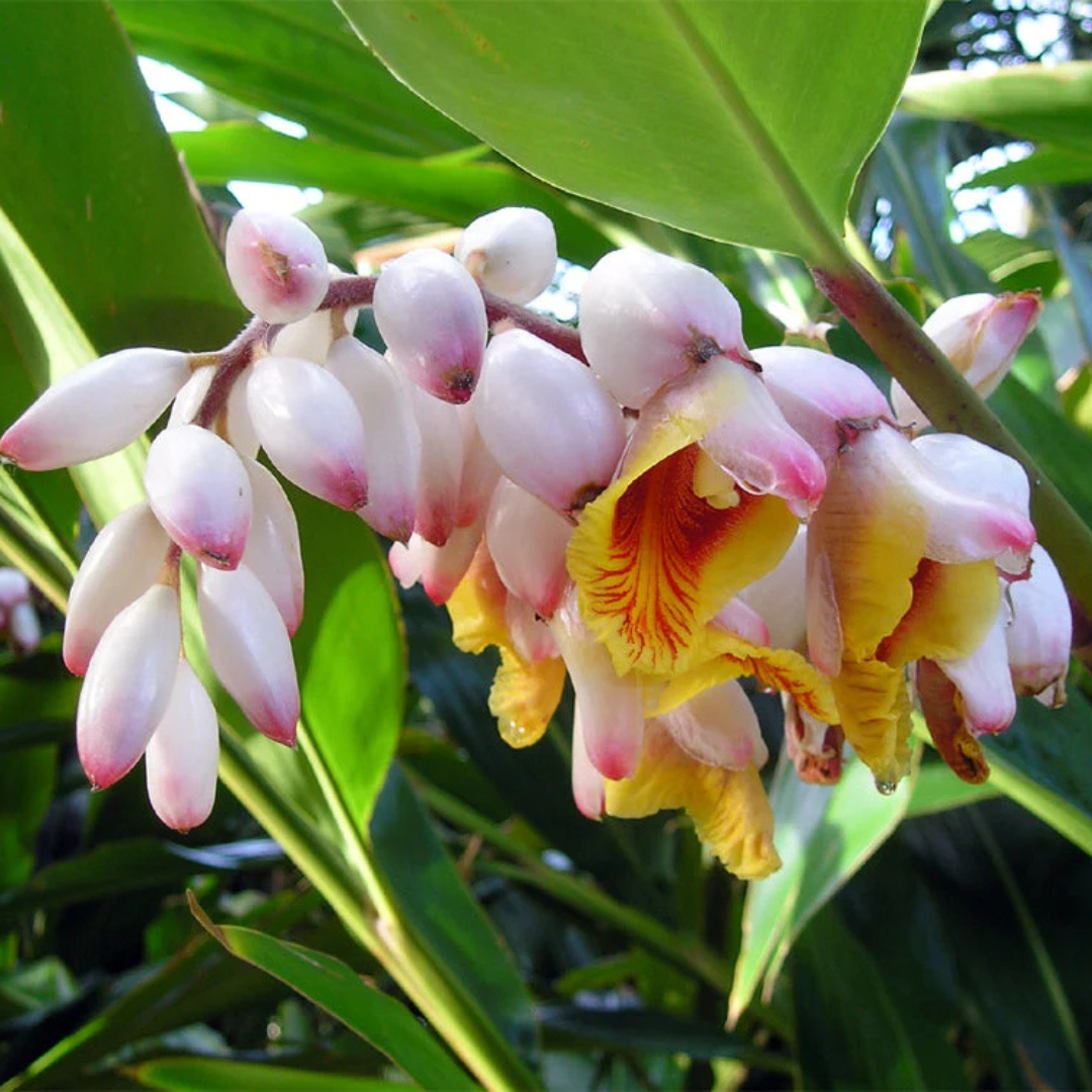 Shell Ginger Flowering Live Plant