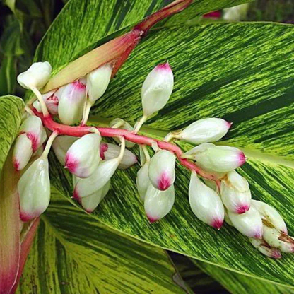 Shell Ginger Variegated Flowering Live Plant