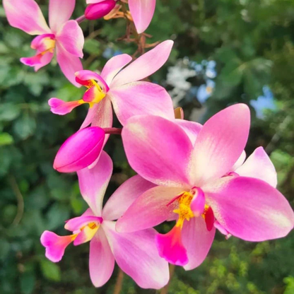 Spathoglottis plicata Giant Pink Ground Orchid