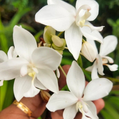 Spathoglottis plicata White Ground Orchid