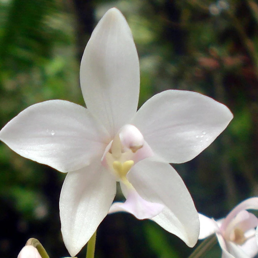 Spathoglottis plicata White Ground Orchid