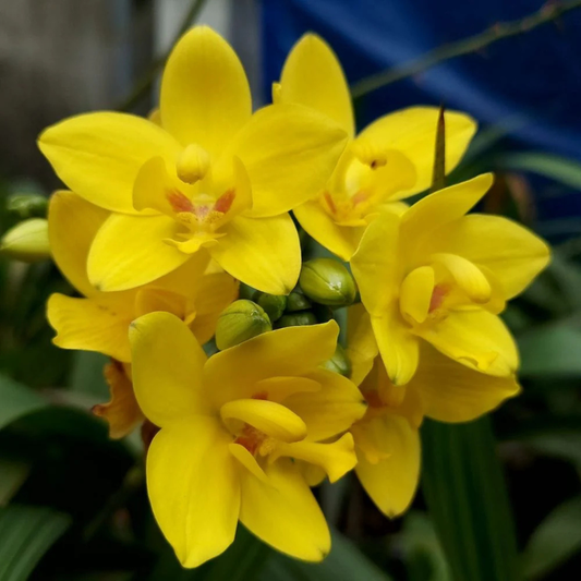 Spathoglottis plicata Yellow Ground Orchid