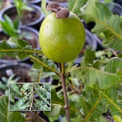 Spring Guava (Psidium guajava) Fruit Live Plant