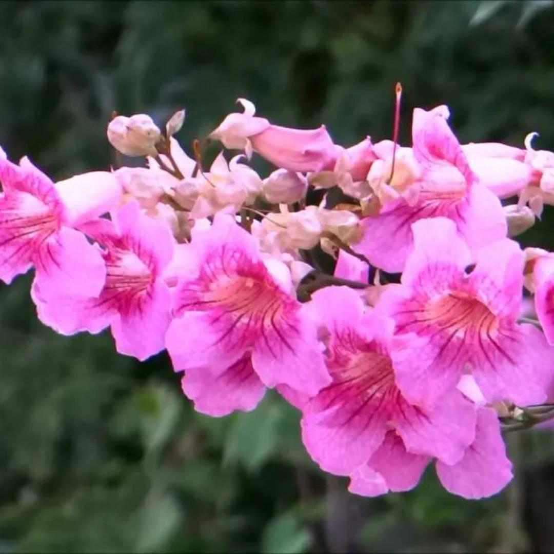 St John's Creeper (Podranea ricasoliana) Flowering Live Plant
