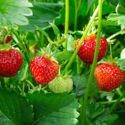 Strawberry Live Plant