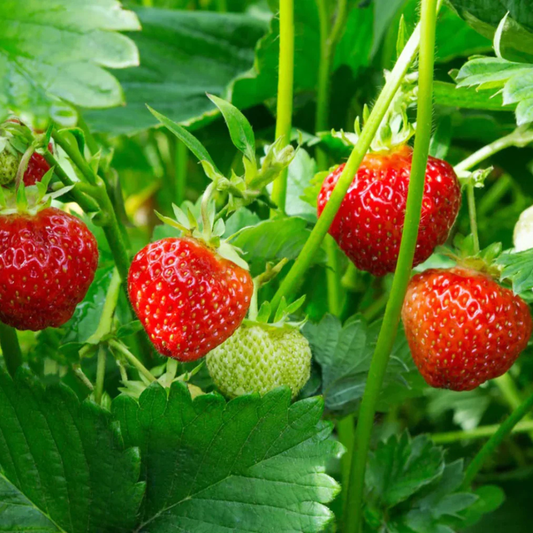 Strawberry Live Plant