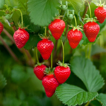Strawberry Live Plant