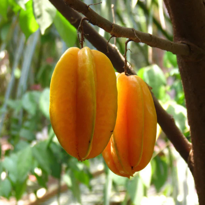 Sweet Vareity Star Fruit / Carambola (Averrhoa Carambola) Grafted Fruit Live Plant