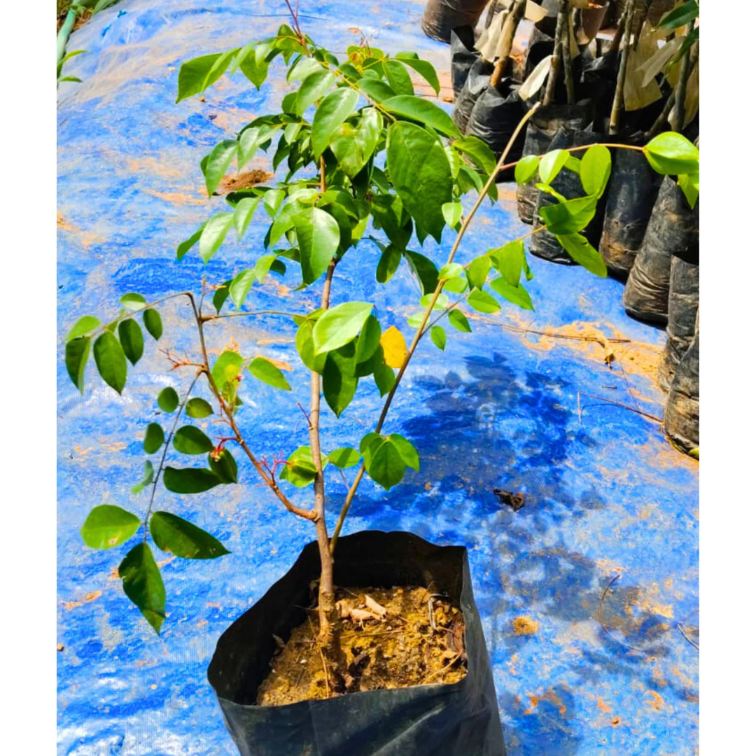 Sweet Vareity Star Fruit / Carambola (Averrhoa Carambola) Grafted Fruit Live Plant