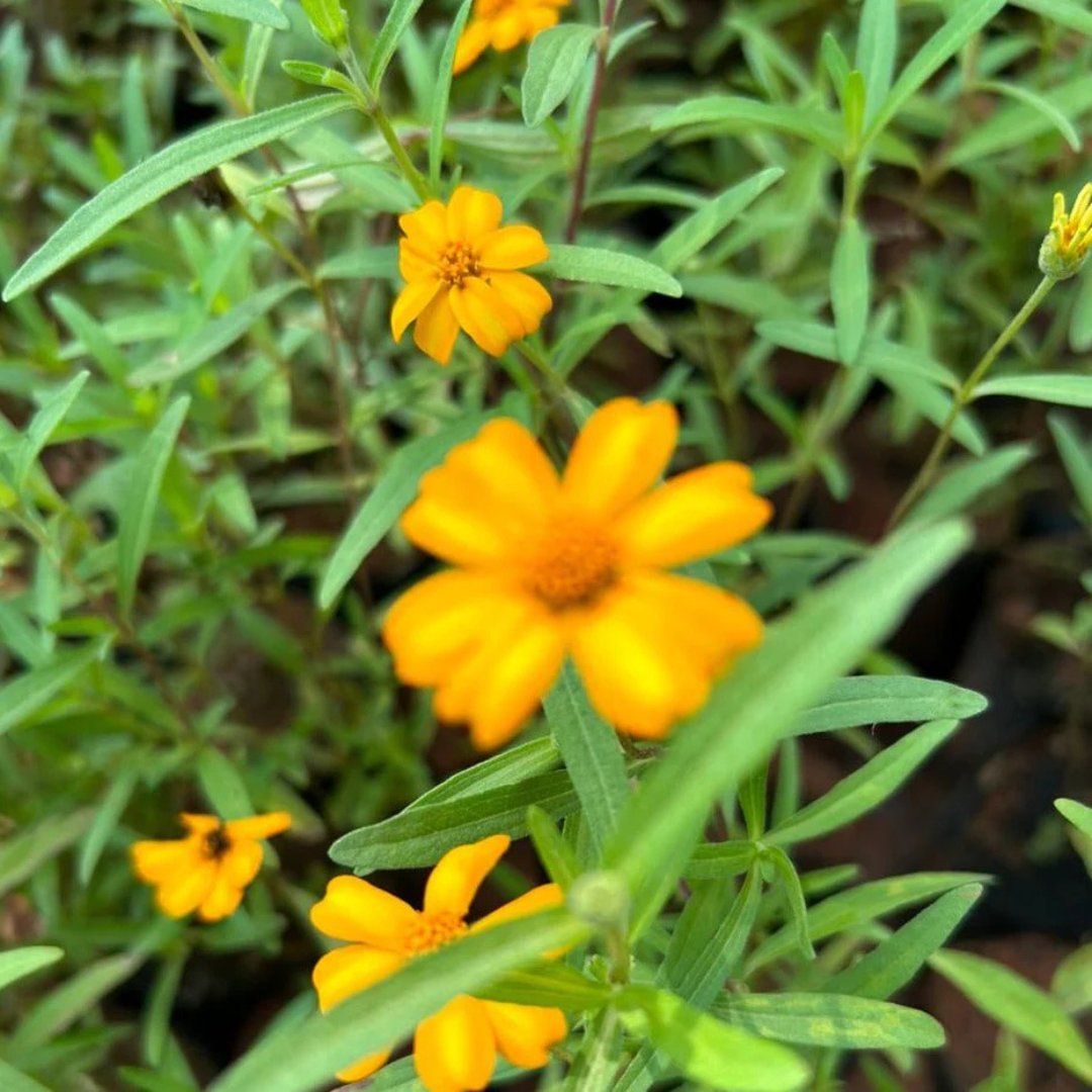 Sweet William Flowering Live Plant