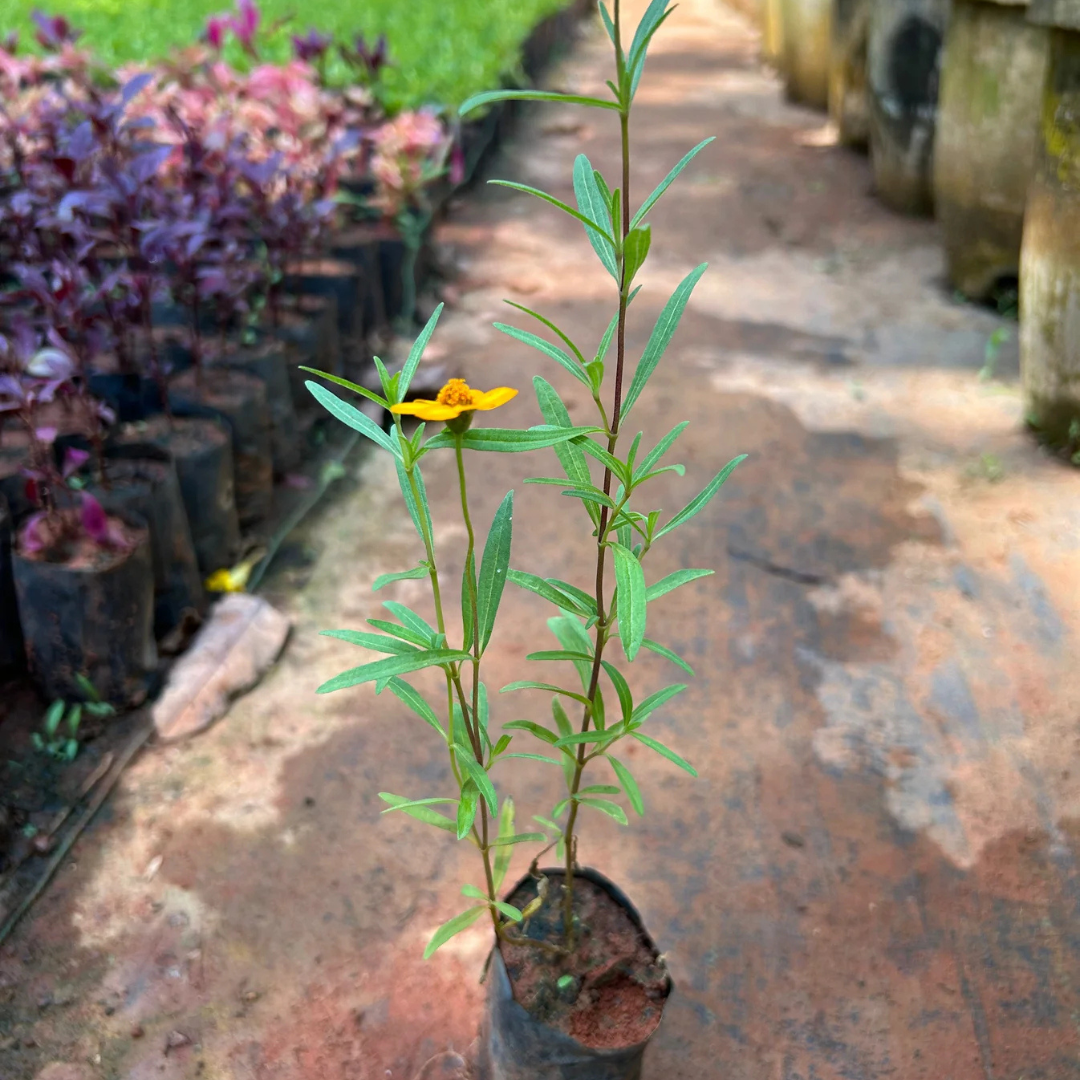 Sweet William Flowering Live Plant