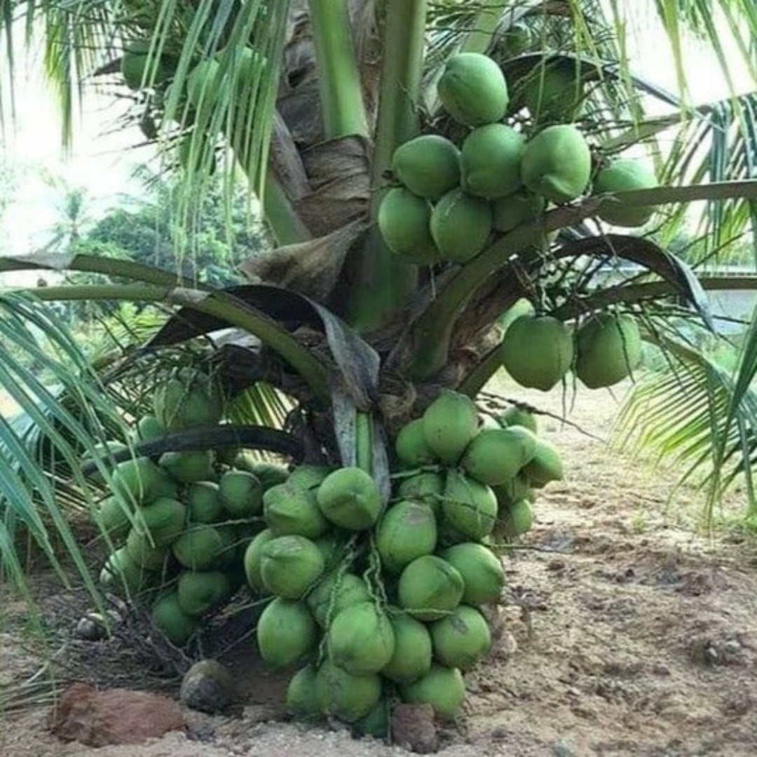 Tall x Dwarf (T x D) Coconut Tree Plant