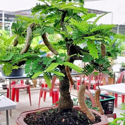 Tamarind Tree Bonsai (Tamarindus Indica) Live Miniature Fruit Tree