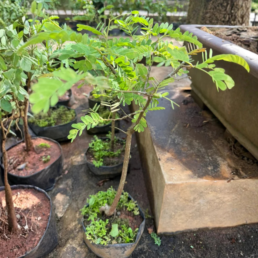 Tamarind Tree Bonsai (Tamarindus Indica) Live Miniature Fruit Tree