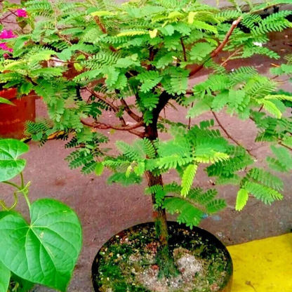 Tamarind Tree Bonsai (Tamarindus Indica) Live Miniature Fruit Tree