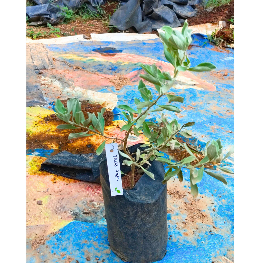 Texas Sage (Leucophyllum Frutescens) All Time Flowering Live Plant
