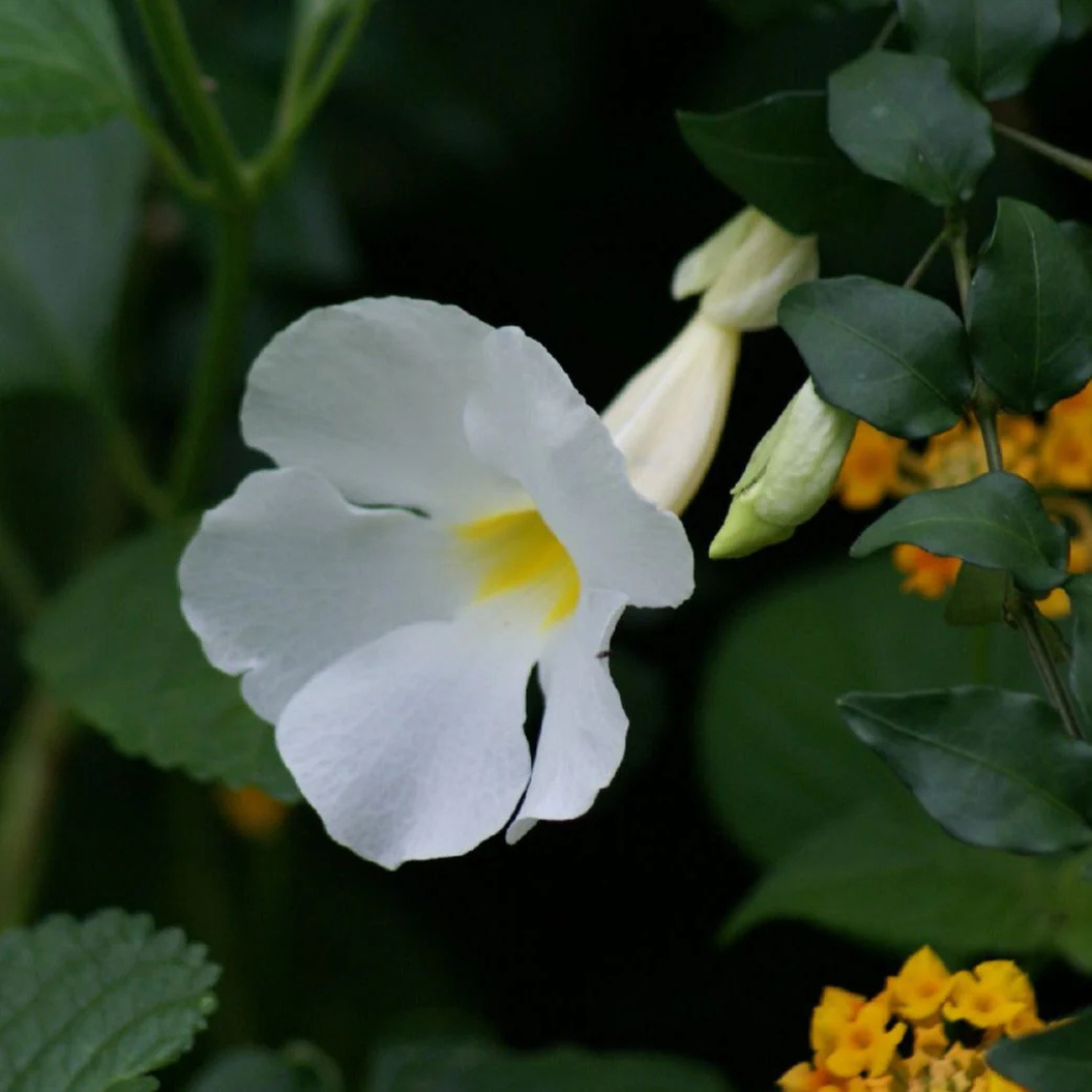 Thunbergia Erecta White All Time Flowering Live Plant