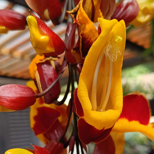 Thunbergia mysorensis Rare Flowering Live Plant