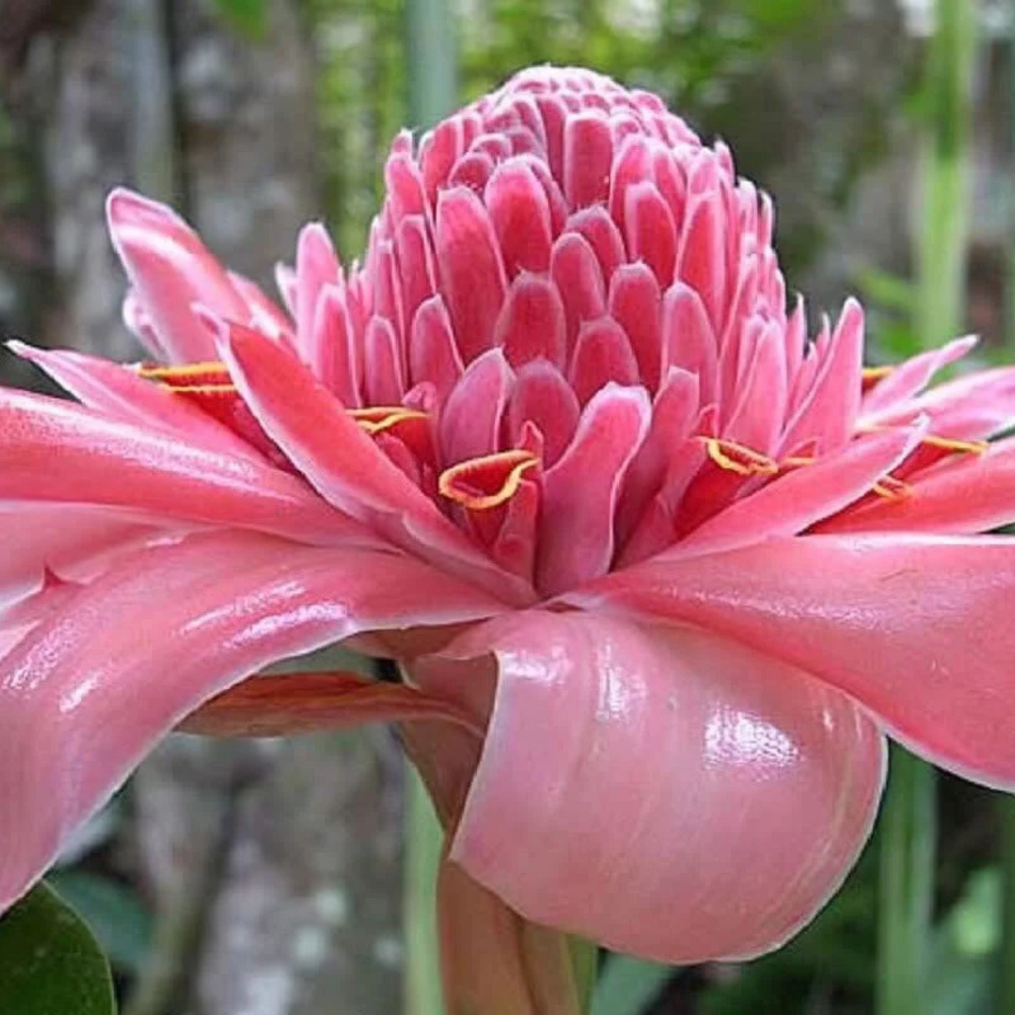 Torch Ginger Live Plants (Pack of 3) Red, Pink and White