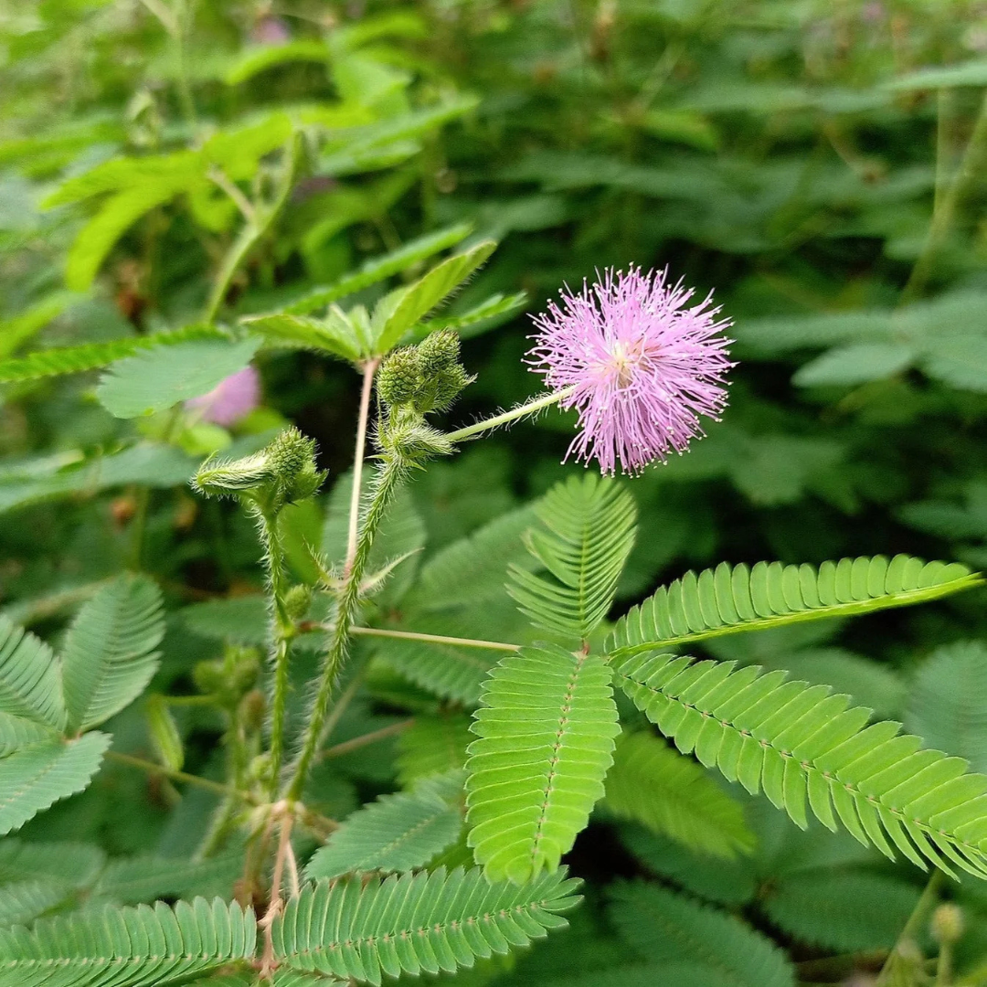 Touch Me Not (Mimosa Pudica) Creeper Medicinal Live Plant