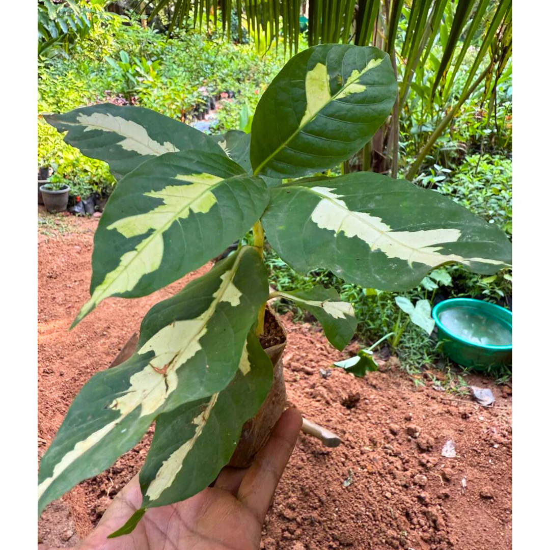 Tricolor Caricature / Rainbow Bush (Graptophyllum pictum) Live Plant