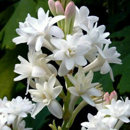 Tuberose (Sampangi) All Time Flowering Fragrant Live Plant - Multi Petal